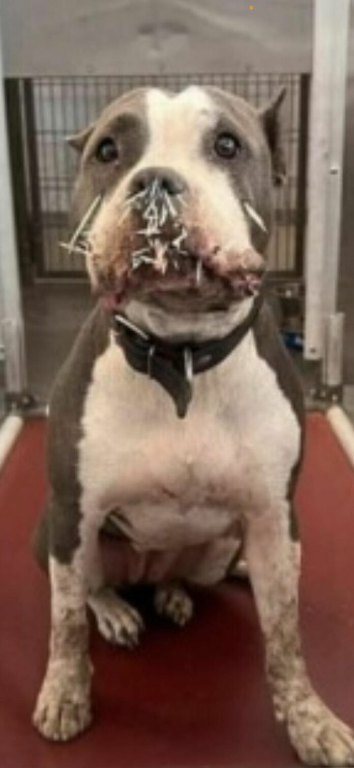 Angry backlash from advocates after shelter dog struck with porcupine quills left untreated