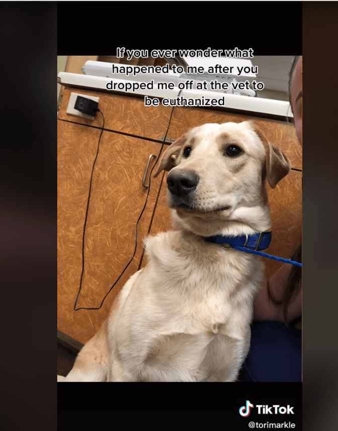 bailey-saved-1