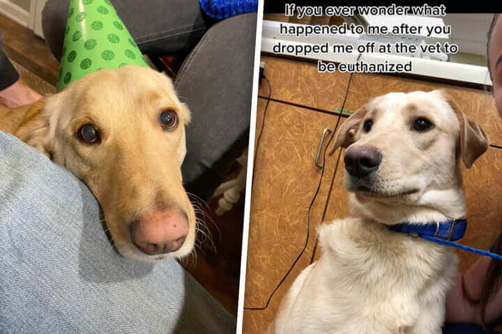 Lucky dog met the best vet tech after being dropped off at animal clinic to be euth’ed