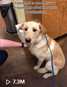 bailey-saved