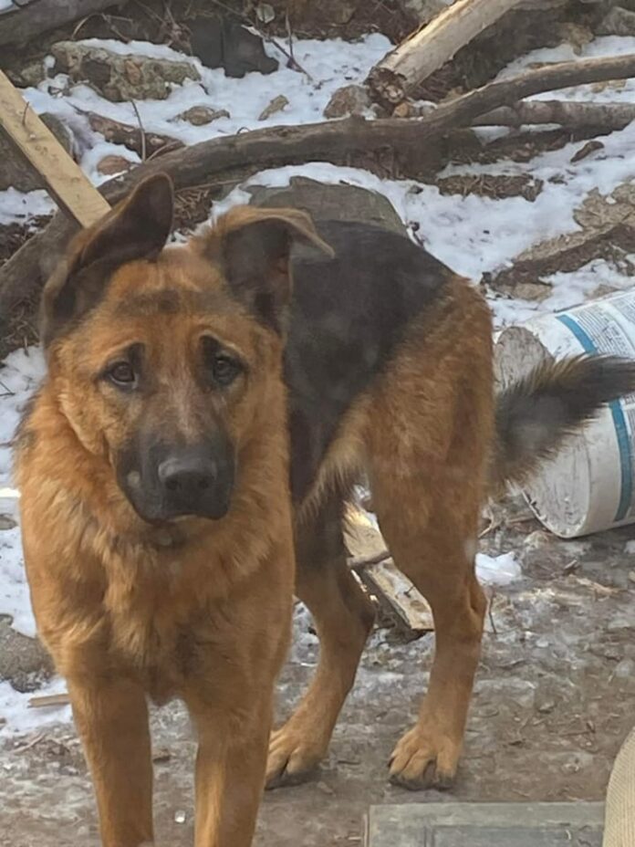 Playful young German shepherd dumped at shelter needs loving home
