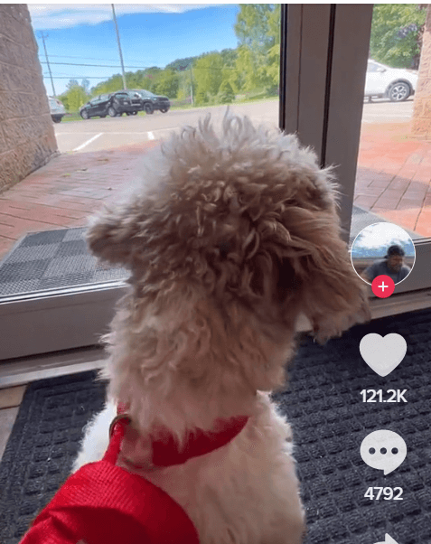 Heartbreaking video of pup surrendered to Ohio shelter realizing his owner was not coming back