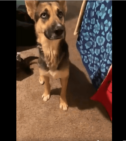 Update: Depressed shepherd about to be euth’ed went from sad to ecstatic about life