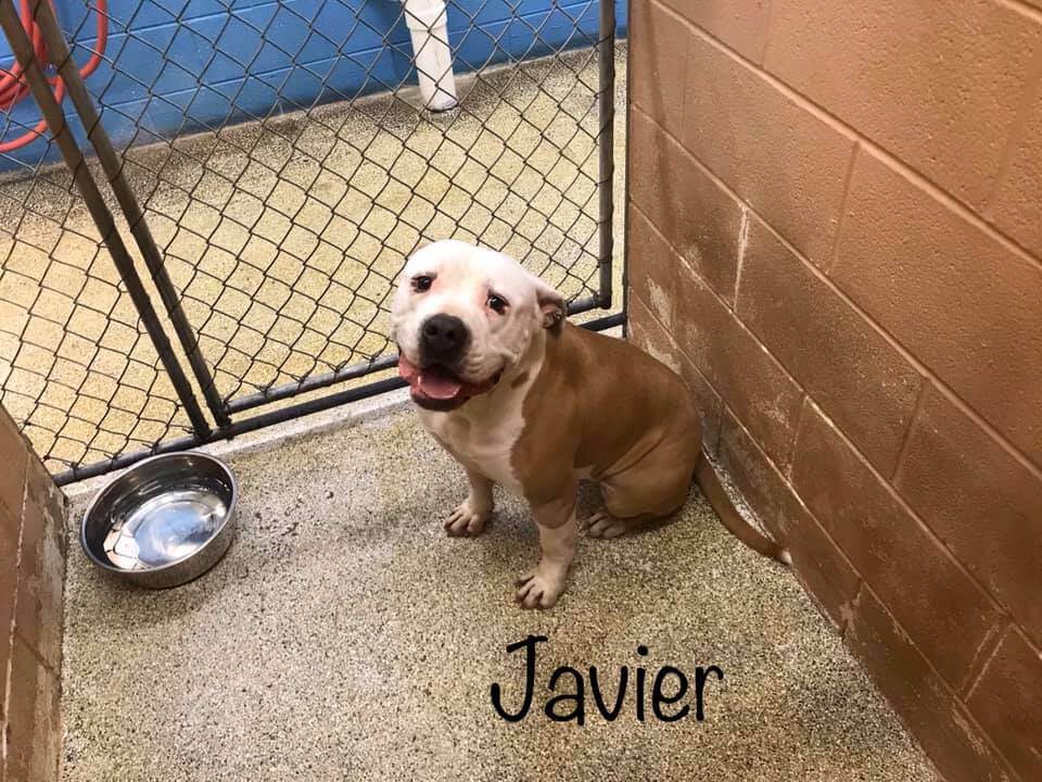 Parents dump dog at shelter because child didn’t do his homework