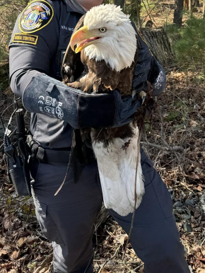 Local heroism takes flight: Animal Control rescues majestic bald eagle