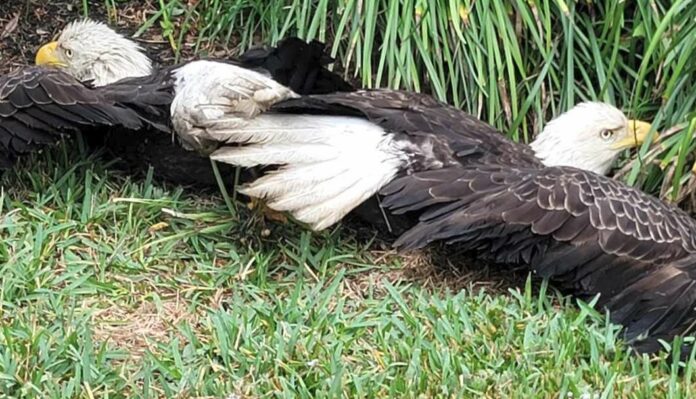 Bald eagles fighting over food get caught with their talons stuck together