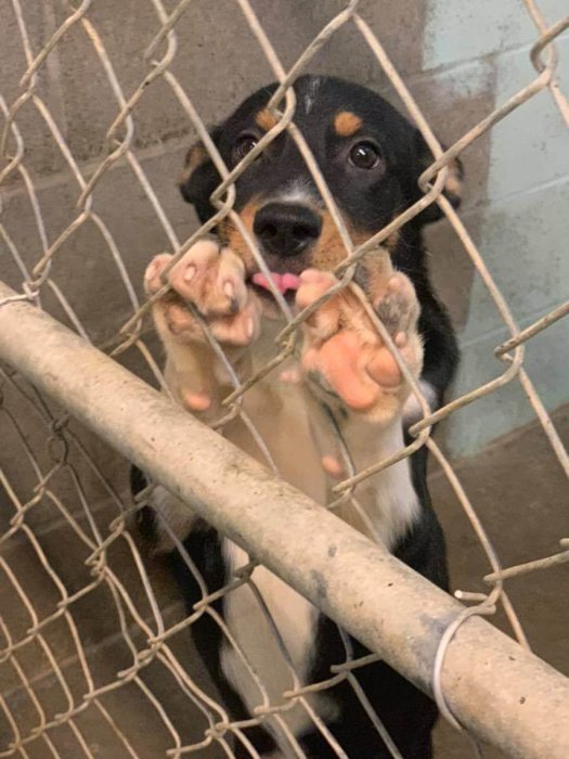 Help: Bald Knob shelter will euthanize dogs because of overcrowding