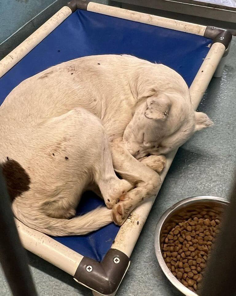 Baldwin Park shelter stray doesn’t feel well and needs the help of a village