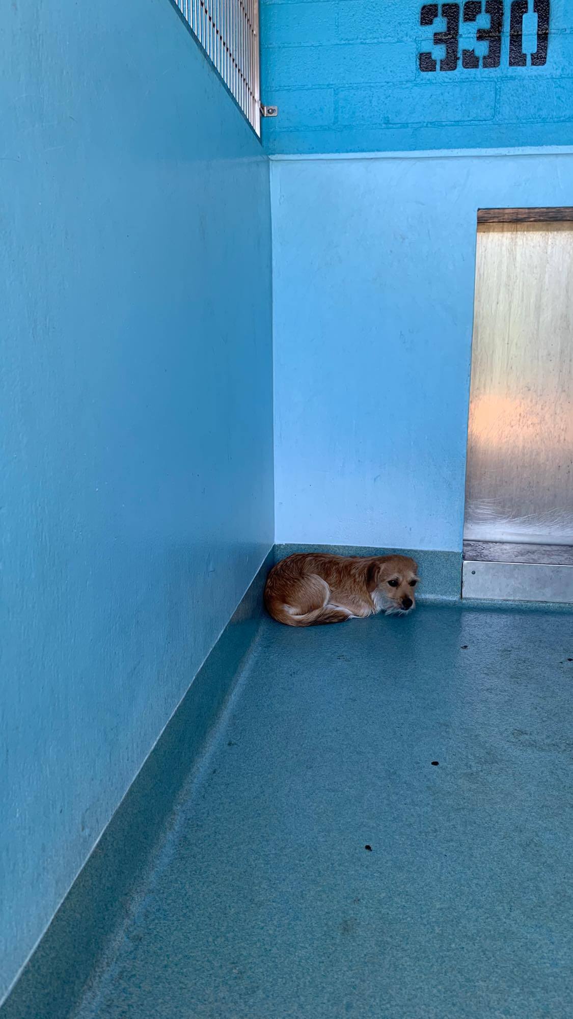 Frightened 12-pound terrier hiding in the corner needs help making it out of shelter