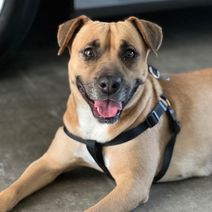 Sweet ‘Banana’ can’t catch a break: Her puppies went home but she’s been left behind