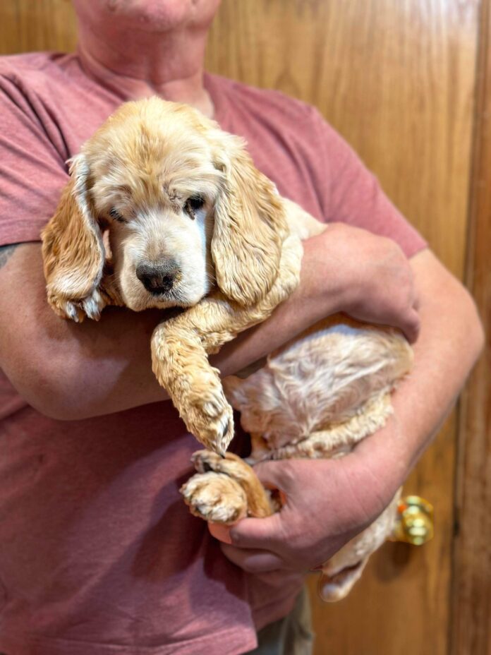 Unwanted and abandoned senior spaniel found tangled in thick brush after her owner passed away