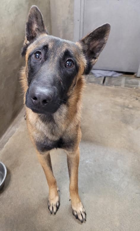 Handsome Belgian Malinois soon to lose his life at L.A. shelter after dumped by family