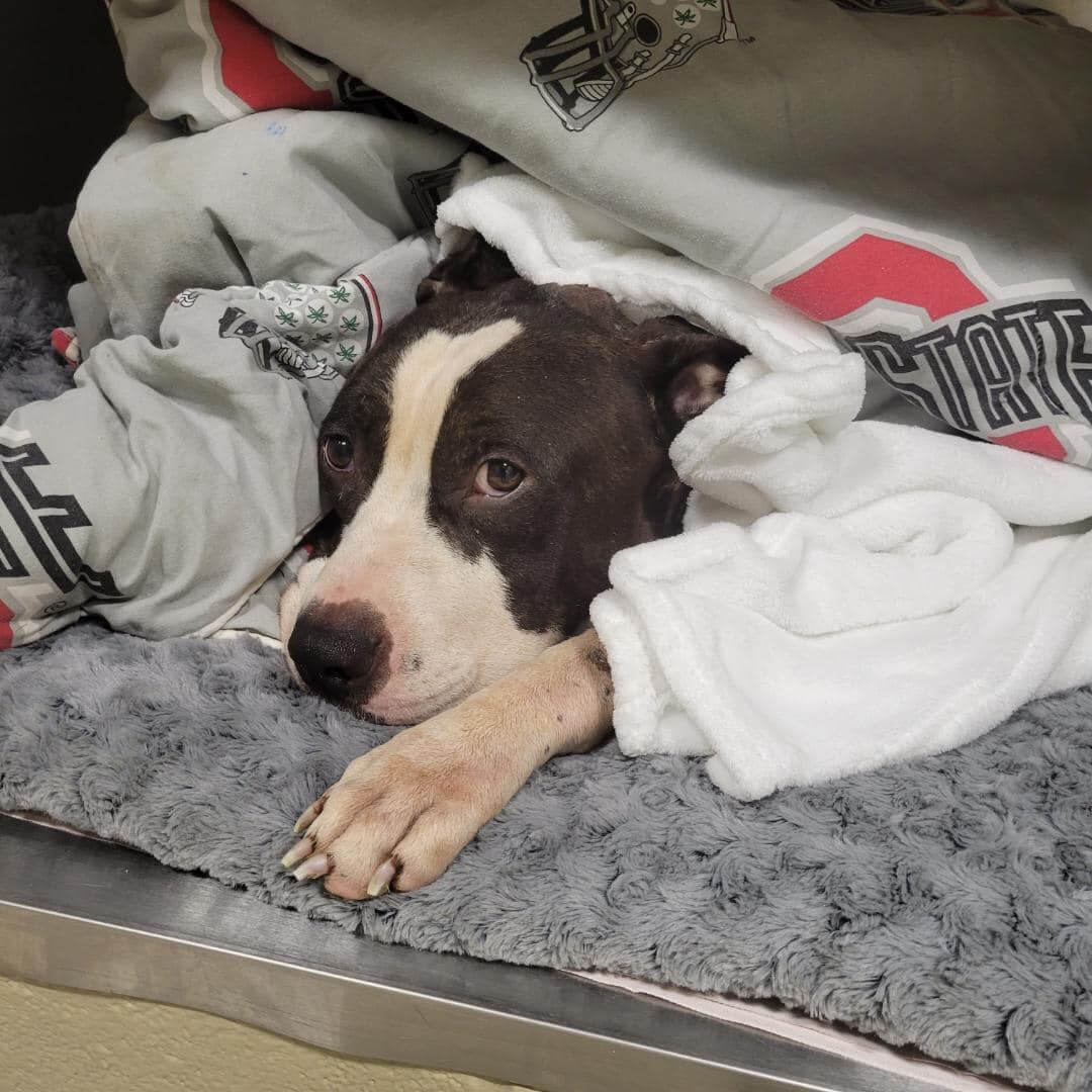 Update on Bandit: From hell and back this boy is now living his best life