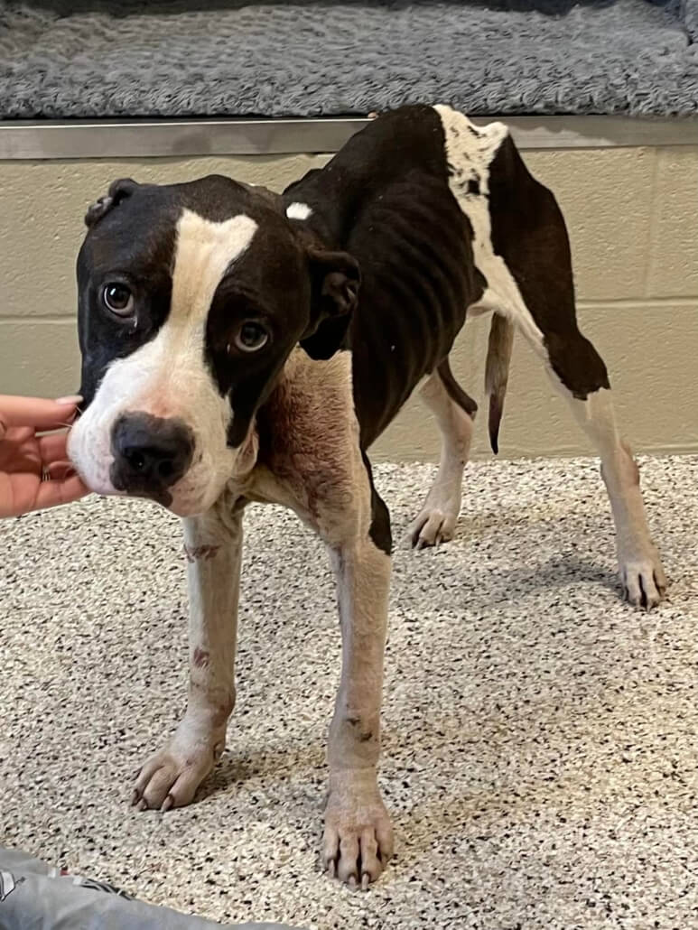 bandit-ohio-773x1030-1