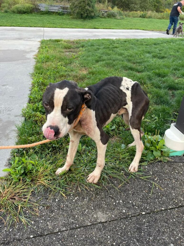 bandit-recovered-4-773x1030-1