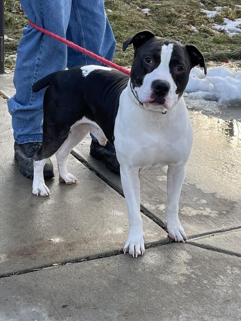 bandit-recovered-5-773x1030-1