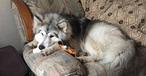 Disabled man’s service dog deemed dangerous and ordered to spend his life at animal sanctuary