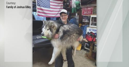 bandit-service-dog
