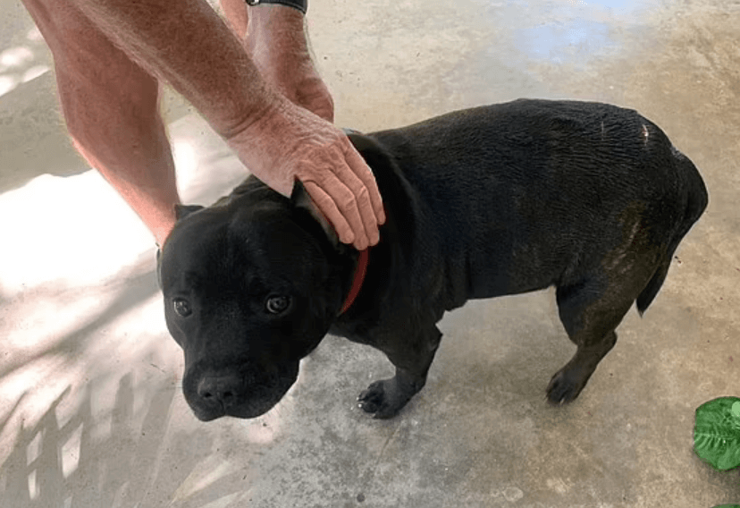 Banjo the staffie