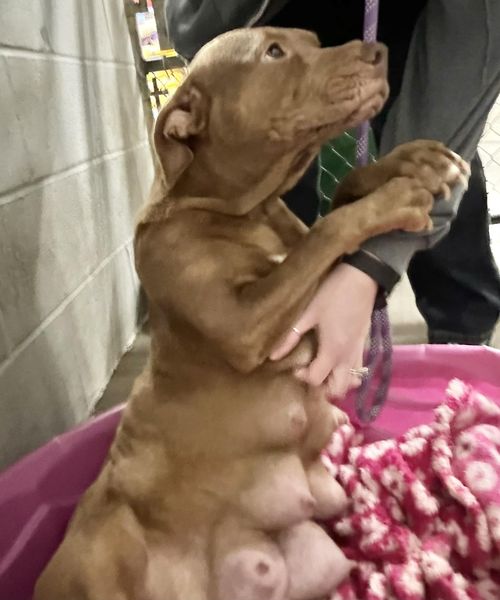 Young mom clings for help from shelter volunteer for her 3 puppies