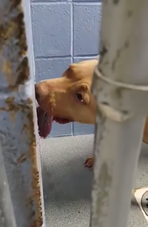 Dog abandoned at park with leash and collar attached and painted toe nails in search of new family