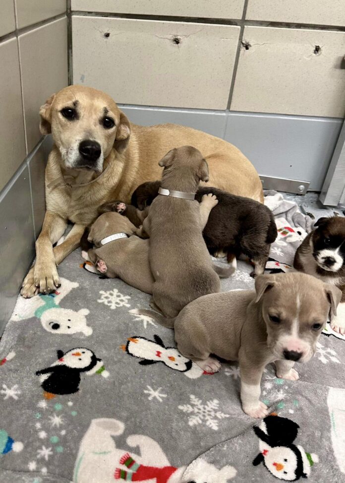 Momma Dolly and her puppies in Houston need rescue: Their time is up
