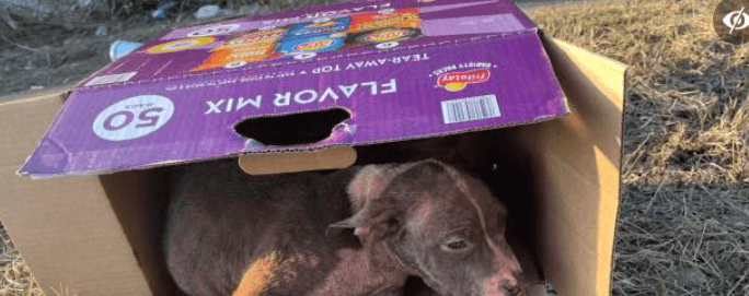 Puppy abandoned on side of road in a chip box rushed to safety by Detroit rescue group