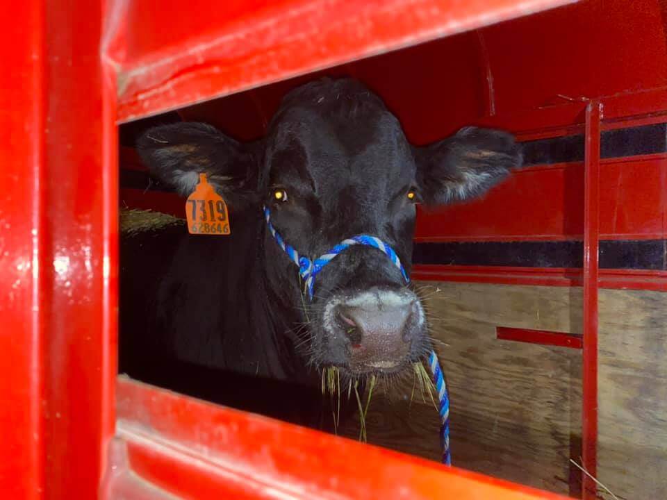 barnie-the-bull-1-1
