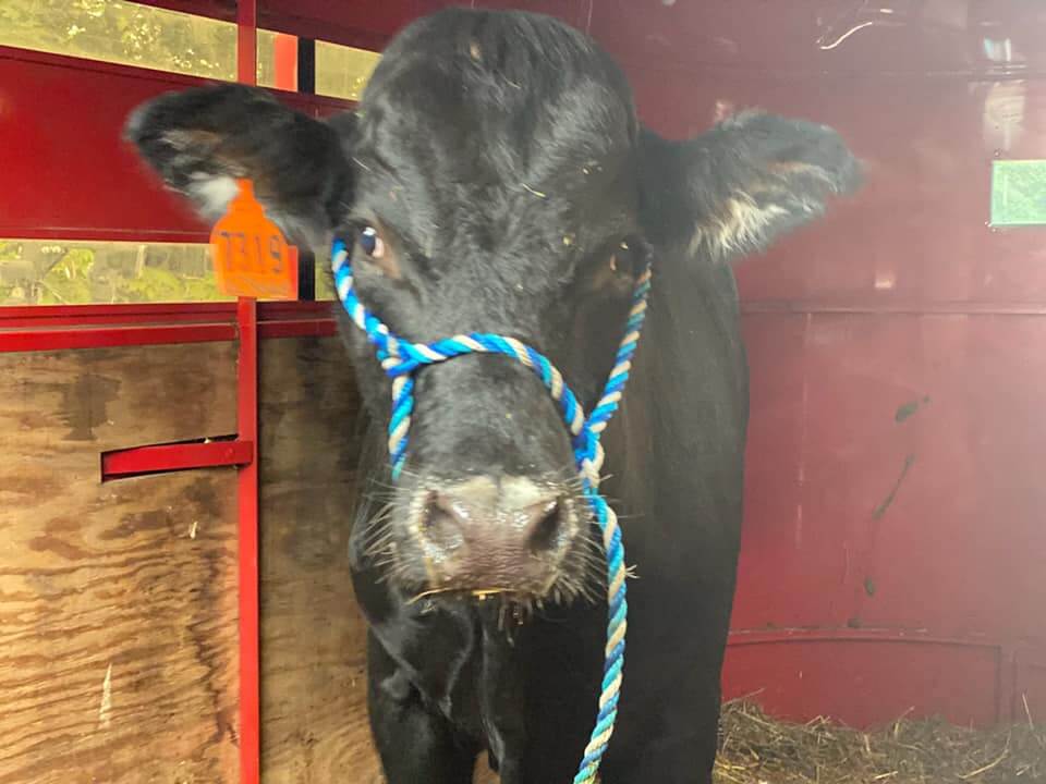 barnie-the-bull-2