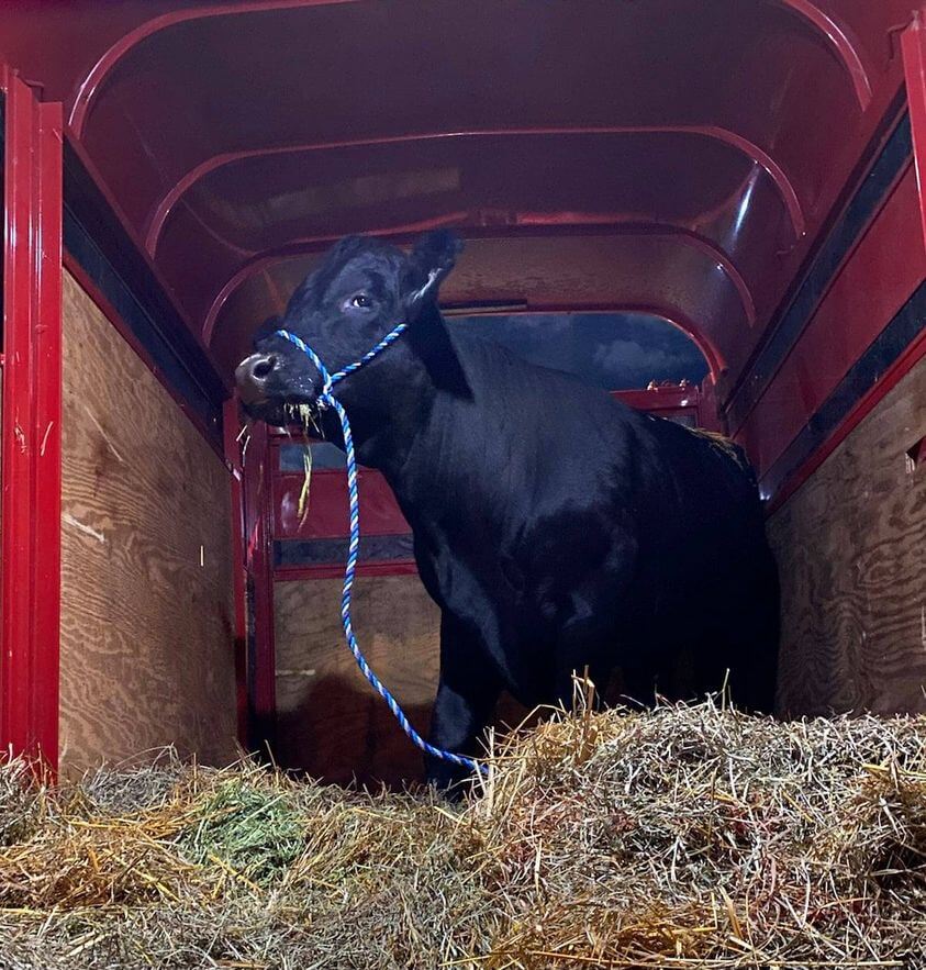 Bull that escaped from slaughter house two months ago finally captured and headed to sanctuary