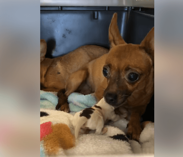 Man tried to ‘make them leave: Terrified dogs wouldn’t leave their puppy