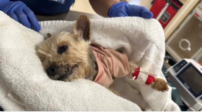 15-year-old dog kicked by homeless man fighting for his life