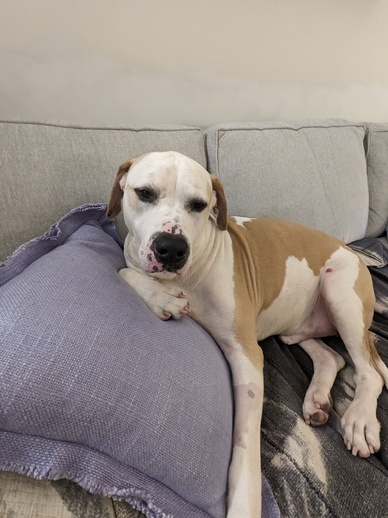 No one wants Basil so let’s try one more time before he is put to sleep by NYC shelter