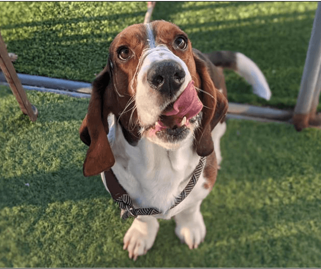 Surrendered tricolor Basset hound will be euth’ed if not rescued soon