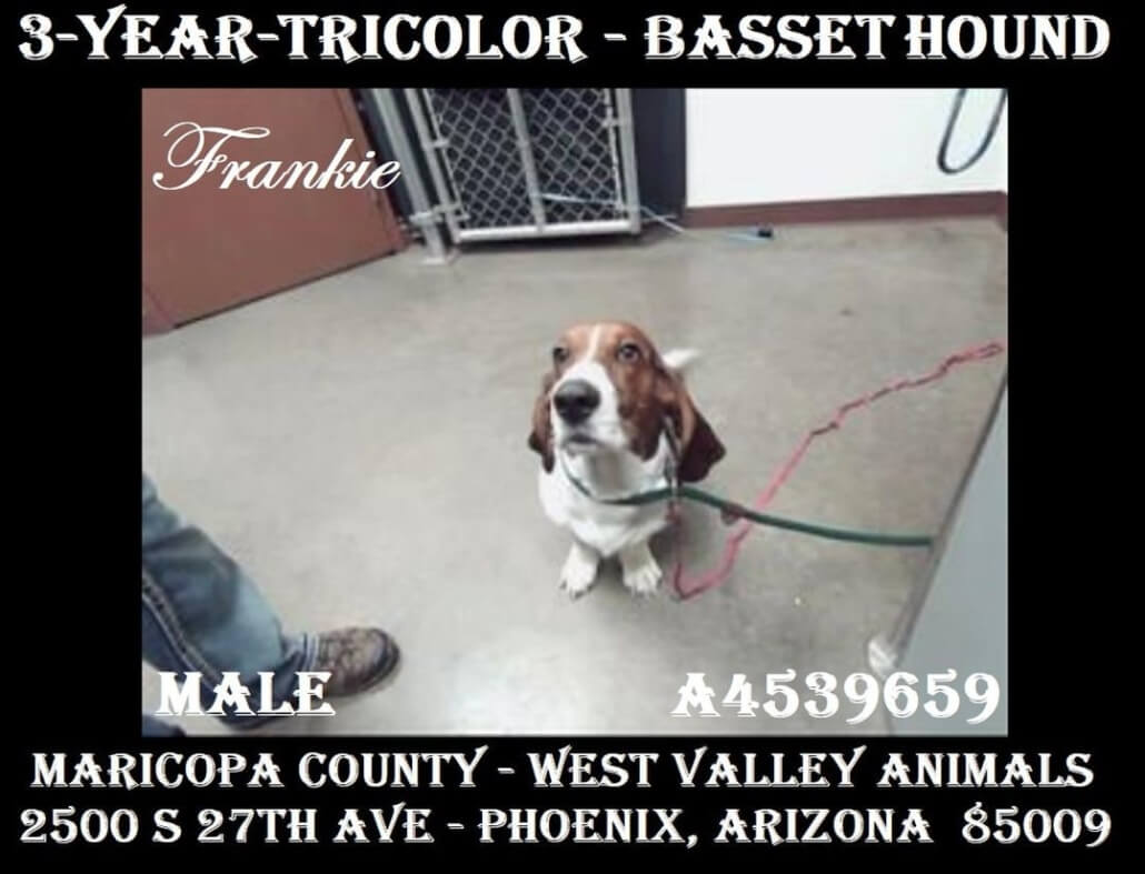 basset-hound-frankie-1030x787-1