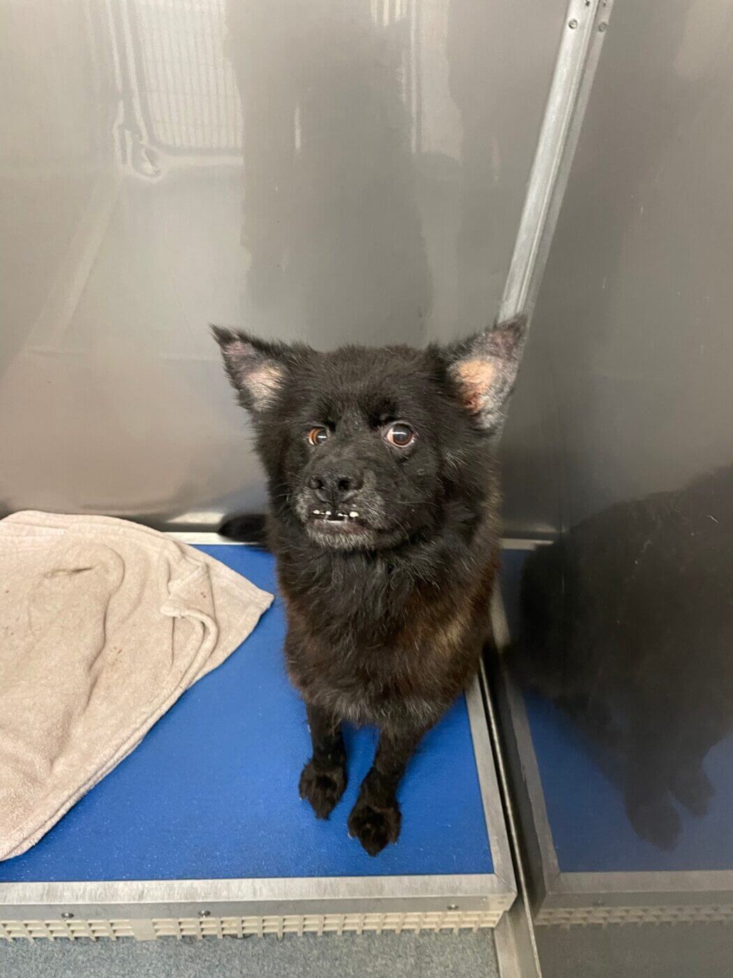 Shelter pup with pointy ears and underbite who looked like a bat sent social media wild until she found a home