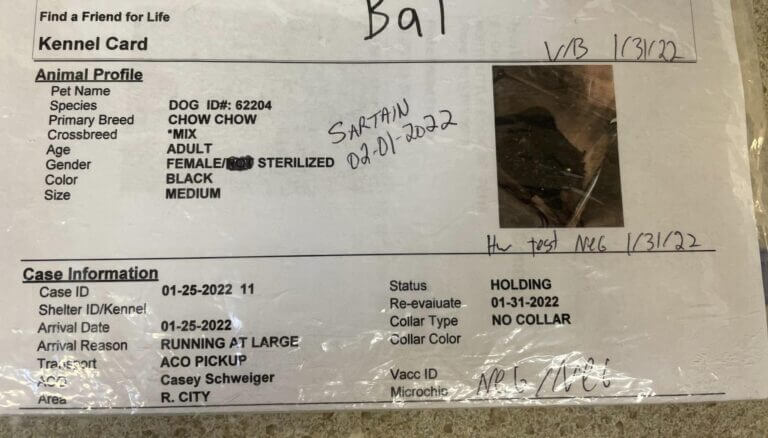 batt-the-dog1
