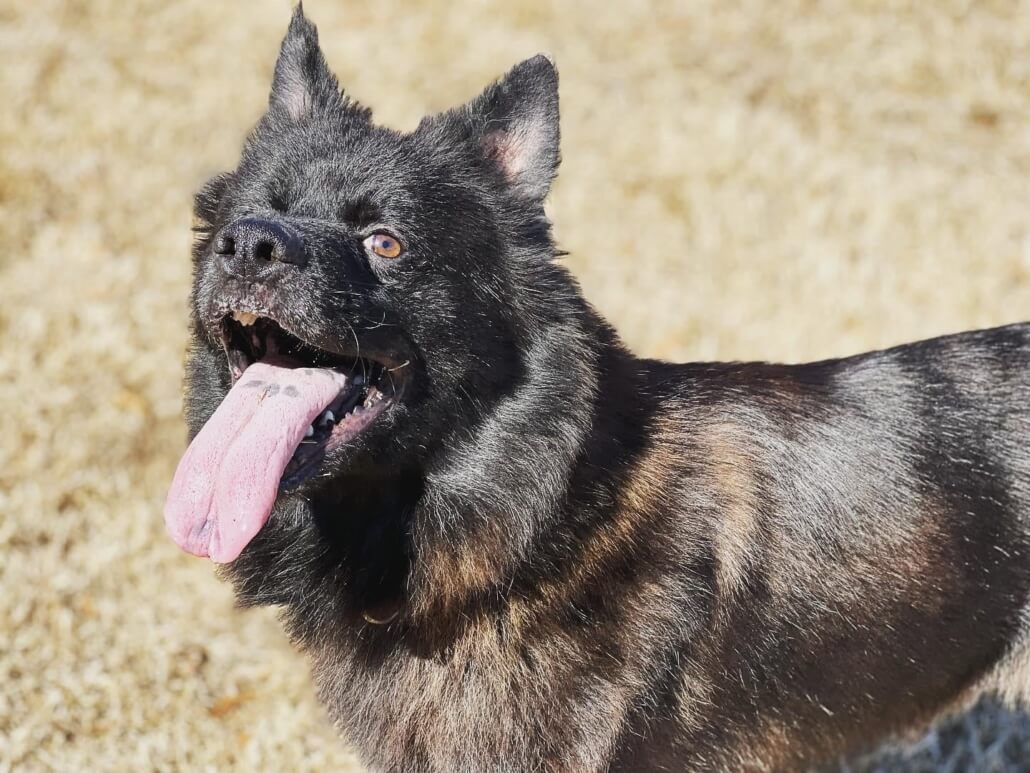 batt-the-dog3-1030x773-1