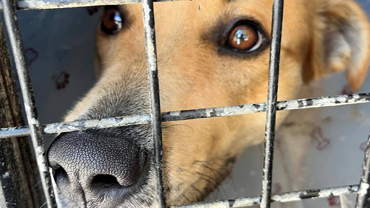 Couple banned from owning pets after cutting off dog’s tail as punishment for biting a cat