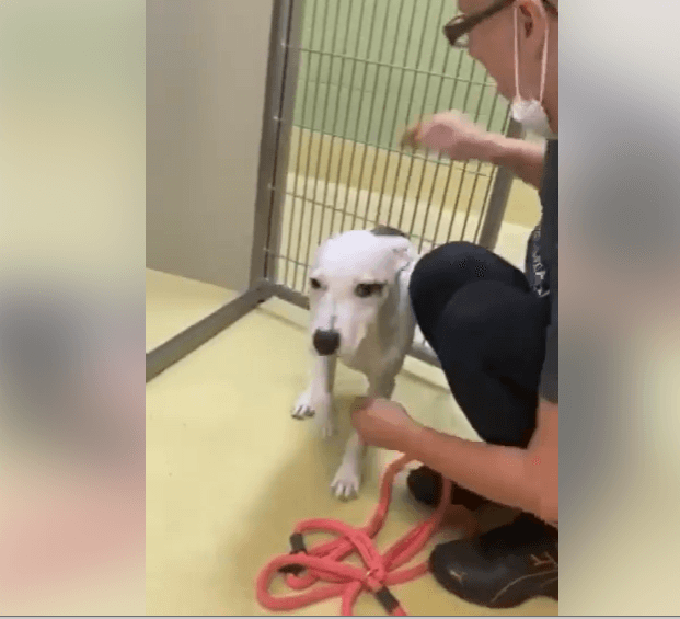 Four-month-old puppy on euth’ list after biting assessor taking away toy