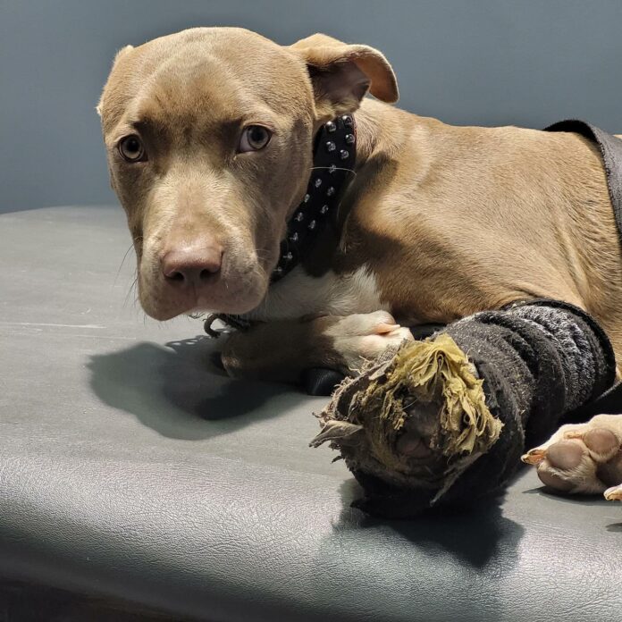 Big hearted homeless man rescued injured dog from being abused by kids