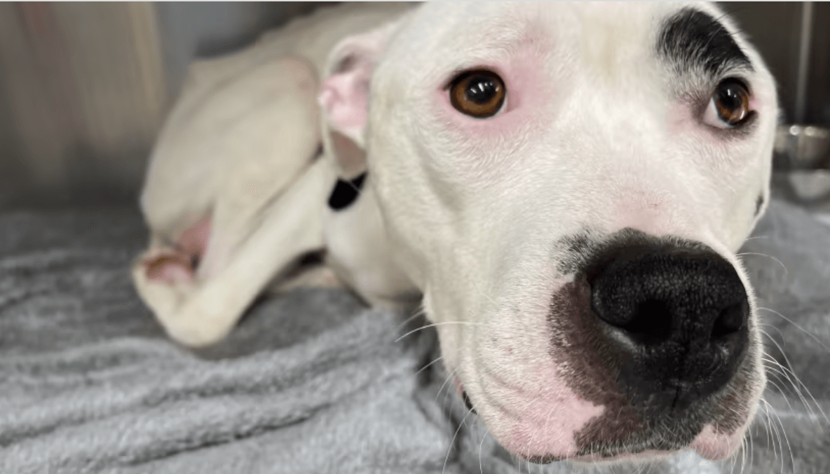 ‘Whimpering’ mom dog left tied to tree after giving birth to puppies