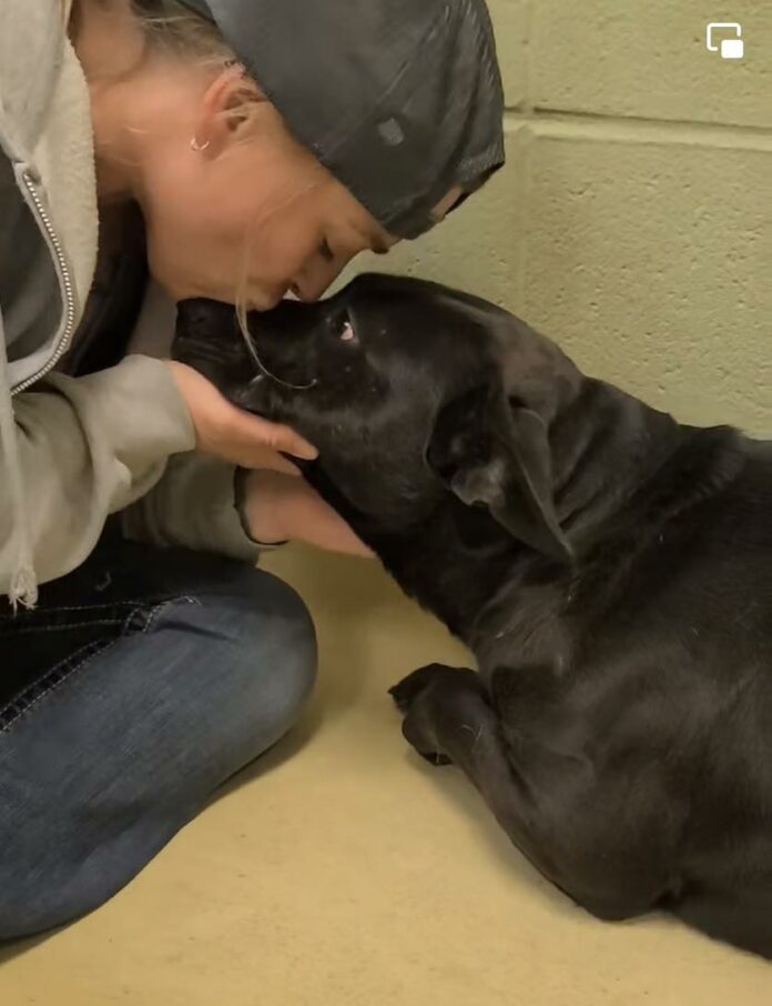 BBdog