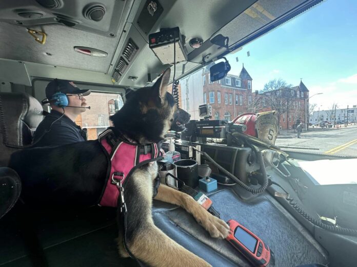 Shepherd puppy abandoned in dumpster finds home with Baltimore firefighters who rescued her