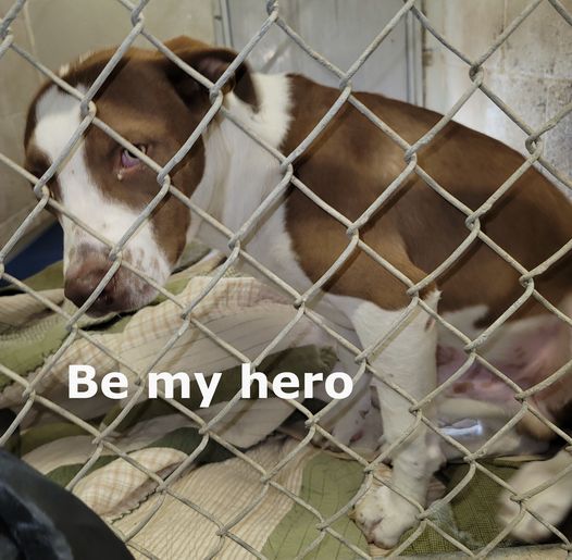 Be my hero
