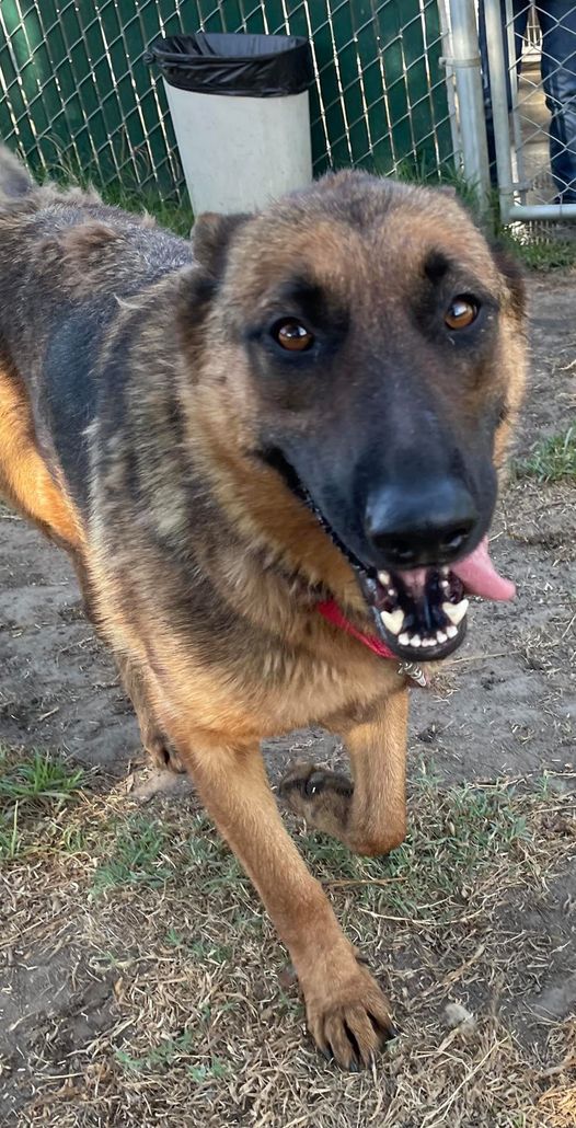 Beautiful German shepherd who is sweet and great with other dogs slated to die at shelter