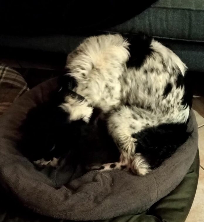 Lost 7 year old spaniel survived months in the wilderness rescued and back with family