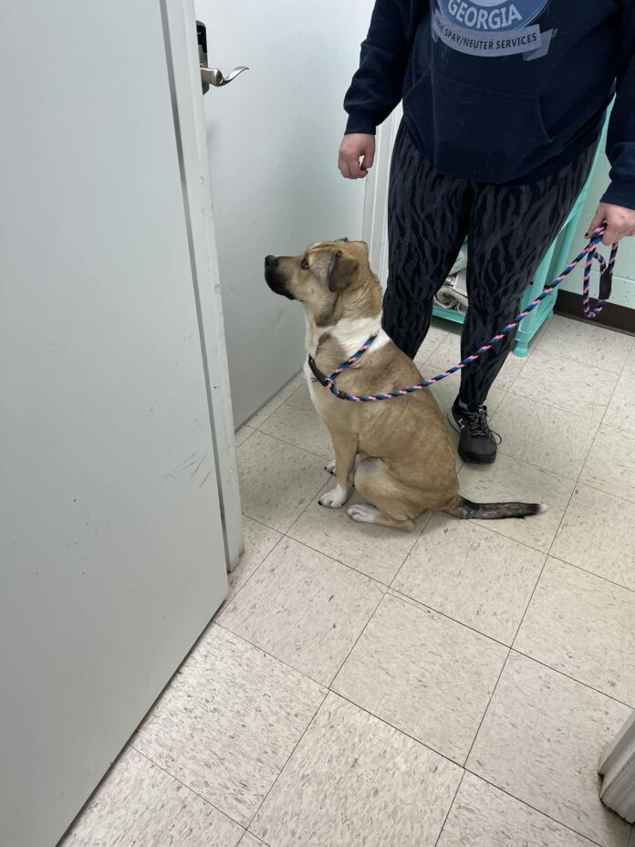 Poor pup’s surrender for third time at Georgia shelter sits by door waiting for his people