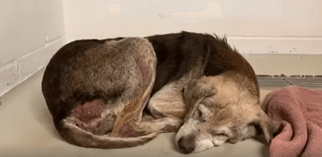 Urgent help needed for 18-year-old beagle found deaf and blind