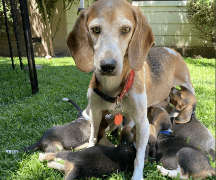 Beagle adopted by Harry and megan 1